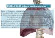 BLOQUE III: El sistema cardiopulmonar · 2021. 1. 17. · BLOQUE III: El sistema cardiopulmonar Tema 5.-El aparato respiratorio A.-Anatomía del sistema respiratorio. B.-El intercambio