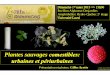 Plantes sauvages · 2019. 10. 22. · UL/FSAA/Phytologie asclépiade commune (Asclepias syriaca Linnaeus) petits cochons, cochons de lait (anglais: Common Milkweed) Un peu d’histoire…