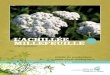 L’ACHILLÉE MILLEFEUILLE · 2010. 4. 30. · L’achillée milllefeuille | Achillea millefolium Filière des plantes médicinales biologiques du Québec Guide de production sous