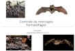 Controle de morcegos hematófagos · 2018. 12. 1. · Captura de morcegos •Os morcegos são animais silvestres da fauna brasileira: • Lei n. 5.197 de 3 de janeiro de 1967. •Lei