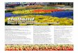 Holland prog -17-2-H.pdfblomsterlandet. Till den fantastiska blomsterparaden, som anses vara vårens höjdpunkt i Holland, har vi också i år lyckats få hotell. Vi bor i Volendam,