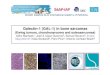 Galectin-1 (GAL-1) in bone sarcomas · 2013. 7. 12. · Introducción: Galectina 1- GAL1: Galectina • familia de proteínas relacionadas • crecimiento celular • progresión