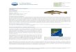 1Identificación del recurso - CTMFMctmfm.org/upload/biblioteca/202008/corvina_esp2020... · 2020. 8. 3. · 1Identificación del recurso [enlace 1] Taxonomía Clase: Actinopterygii