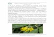 Anagyris latifolia Brouss. ex Willd. (Oro de risco)Inscrita en el Registro de Asociaciones de Canarias – acbcanaria@gmail.com Anagyris latifolia Brouss. ex Willd. (Oro de risco)