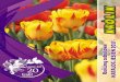kataloj jesien 2017 - Cebule i cebulki kwiatowe jesien 2017.pdfMiçdzgnarodowe Targi Tulipanów 2017 Inx gii Chrzest tulipar,ów 'Joanna Krause' Plantacje kwiatowe Hortiterapia Konkursy