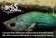 Los otros bettas #Aponogeton madagascariensis #Corydoras …aquaticnotes.com/content/pub/ES/argos5.pdf · 2018. 5. 30. · Acuarofilia en la Red Kh, calcio y magnesio Noticias •