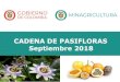 CADENA DE PASIFLORAS Septiembre 2018 · 2019. 6. 25. · 1.1 Indicadores Generales • Las Pasifloras están presentes en 24 Departamentos y 422 Municipios con más de 15.000 hectáreas