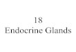 18 Endocrine 18 Endocrine Glands The endocrine glands are the glands without duct system \ 䜀氀愀渀搀甀氀愀攀 猀椀渀攀 搀甀挀琀椀戀甀猀尩. \爀 䤀渀 琀栀攀