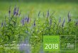 DIE BLUME DES JAHRES DER LANGBLÄTTRIGE EHRENPREIS 2018 · 2020. 6. 3. · Blume des Jahres 2018. Seine Lebensräume, die Flussauen, sind das Thema des diesjährigen Kalenders der