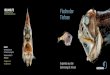 Fische der Tiefsee - GEOMAR...dringt bis zu einer Tiefe von 500 Meter ins Meer ein, darunter ist es absolut dunkel. Am Meeresboden der Tiefsee liegt die Wassertemperatur bei 2 bis
