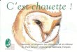 Maison de la Nature · Cest une espèce en forte régression en France, Cette petite chouette aux yeux d'or a la particula- rité, lorsqu'elle est inquiète, d'effectuer des flexions