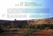 El Basalto en la agricultura · 2010. 7. 13. · El Basalto en la agricultura Texto: Xavier Florin La primera necesidad de toda planta es desarrollar sus raíces en una tierra viva