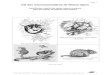 Clé des micromammifères de Rhône-Alpes...page 4 Christian ROLLAND (2008) - CORA Faune Sauvage- Clé d'identification des micro-mammifères de Rhône-Alpes, 54 p 4 Mesures sur un