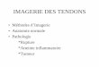IMAGERIE DES TENDONS - ClubOrtho.fr - Le portail francophone de … · 2011. 7. 4. · Interruption de la structure tendineuse normale en bas signal, remplacée par une gaine qui