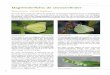 Dagvlinderfiche: de citroenvlinder - Phegea...9 Meestal worden slechts enkele eitjes, zonder duidelijke patroon, op hetzelfde blad gelegd, maar hier is een opmerkelijke foto ingevoegd