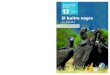 El buitre negro - SEO/BirdLife2012/04/13  · El buitre negro en España PRÓLOGO Esta nueva monografía de SEO/BirdLife expone con acierto de forma detallada y completa la situación