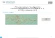 Phaseolus Vulgaris Leucoagglutinin (PHA-L), Unconjugated PDF · 2021. 2. 12. · 1  2/12/21 Phaseolus Vulgaris Leucoagglutinin (PHA-L), Unconjugated Product Images