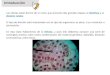 mitosis conceptos previos, tales como condensación del ...biotiempo.weebly.com/uploads/9/4/5/8/94588683/ciclo_celular_y_mit… · Cariotipo: Técnica que permite ordenar los cromosomas,
