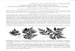 unideb.hukitaibelia.unideb.hu/articles/Kitaibelia_vol31_p121-125.pdfChaerophyllum hirsutum L. Leírása: azonosítási problémái: Magas (50-120 cm) termetü növény, amelyet a genus