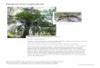 Platycerium superbum - WordPress.com · 2016. 3. 23. · Platycerium superbum Spore pattern and sheath leaf Platycerium superbum: Staghorn Family: Polypodiaceae Genus: Platycerium