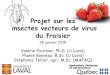 Projet sur les insectes vecteurs de virus du fraisier...1) Déterminer périodes de vol des insectes vecteurs 2) Comparer efficacité de 2 techniques de dépistage (pièges-collants