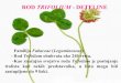 ROD TRIFOLIUM - DETELINE VI DEO.pdfu svetu se dosta gaji; · var. resupinatum, stabljike su Persijska detelina objedinjuje tri botani. čka varijeteta: pune, liske kraće od 2 cm,