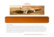 Fennec · 2015. 5. 31. · Encyclopedie-animaliere.jimdo.com | Le Fennec ~ 2 ~ Comportement Le Fennec est un animal très social qui vie donc avec plusieurs représentant de son espèces,