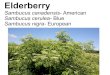 Sambucus canadensis- American Sambucus cerulea- Blue ... ... he American elderberry (Sambucus canadensis,