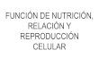 FUNCIÓN DE NUTRICIÓN, RELACIÓN Y REPRODUCCIÓN CELULAR · 2017. 11. 11. · GLUCÓLISIS Se produce en el citoplasma de la célula. En este proceso la glucosa (C6 H 12 O 6) se escinde