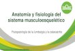 Anatomía y fisiología del sistema musculoesquelético · 2020. 10. 1. · Transmisión del impulso nervioso y contracción del músculo esquelético Las fibras nerviosas se caracterizan