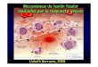 Mecanismos de lesión tisular mediados por la respuesta inmune · 2008. 5. 2. · Hipersensibilidad tipo IIHipersensibilidad tipo II Y ... Acción citotóxicaAcción citotóxica Y