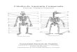 Cátedra de Anatomía Comparada · 2017. 4. 24. · UNIDAD IV: SISTEMA NERVIOSO Bolilla 10: Sistema Nervioso. Plan estructural. El tubo neural: desarrollo y organización. Médula