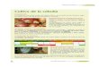 Cultivo de la cebolla - Asturias...3 FICHAS.qxp_8 Maq ZOOGENÉTICOS 23/8/16 12:56 Página 14 INFORMACIÓN AGRÍCOLA Tecnología Agroalimentaria - n.º 17 15 Cultivo de la patata DURACIÓN