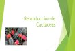 Reproducción de Cactáceassuam.cucsh.udg.mx/sites/default/files/Reproducción de... · 2021. 5. 14. · Por Injerto: ! Por Injerto: Este método acelera el crecimiento de las plántulas