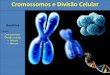 Cromossomos e Divisão Celular - UNIP.br