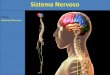 Tema: Sistema Nervoso - Portal IDEA