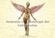 Anatomie und Histologie der Gebärmutter