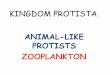 ANIMAL-LIKE PROTISTS ZOOPLANKTON