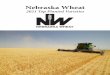 Nebraska Wheat
