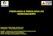 FISIOLOGIA E FENOLOGIA DO MORANGUEIRO - Embrapa