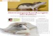 Atemwegserkrankungen bei Ratten