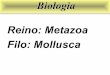 Reino: Metazoa Filo: Mollusca
