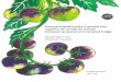 Guía participativa para la producción orgánica de semilla 