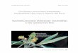 Gochnatia peruviana (Asteraceae: Gochnatieae) a new 