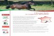 L’élevage équin en Languedoc-Roussillon