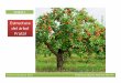 Estructura del árbol Frutal