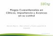 Plagas Cuarentenarias en Cítricos, Importancia y Avances 