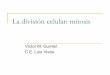 La división celular: mitosis - Luis Vives