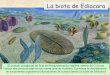La biota de Ediacara - aragosaurus.com | Grupo de 