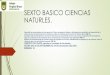 SEXTO BASICO CIENCIAS NATURLES. - Cormun